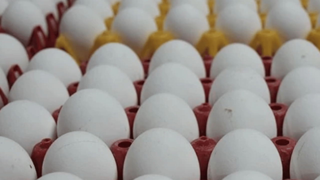 Foto - Yumurta sarısı aklandı: Yeni araştırmalar herkesin ağzını açık bırakacak!