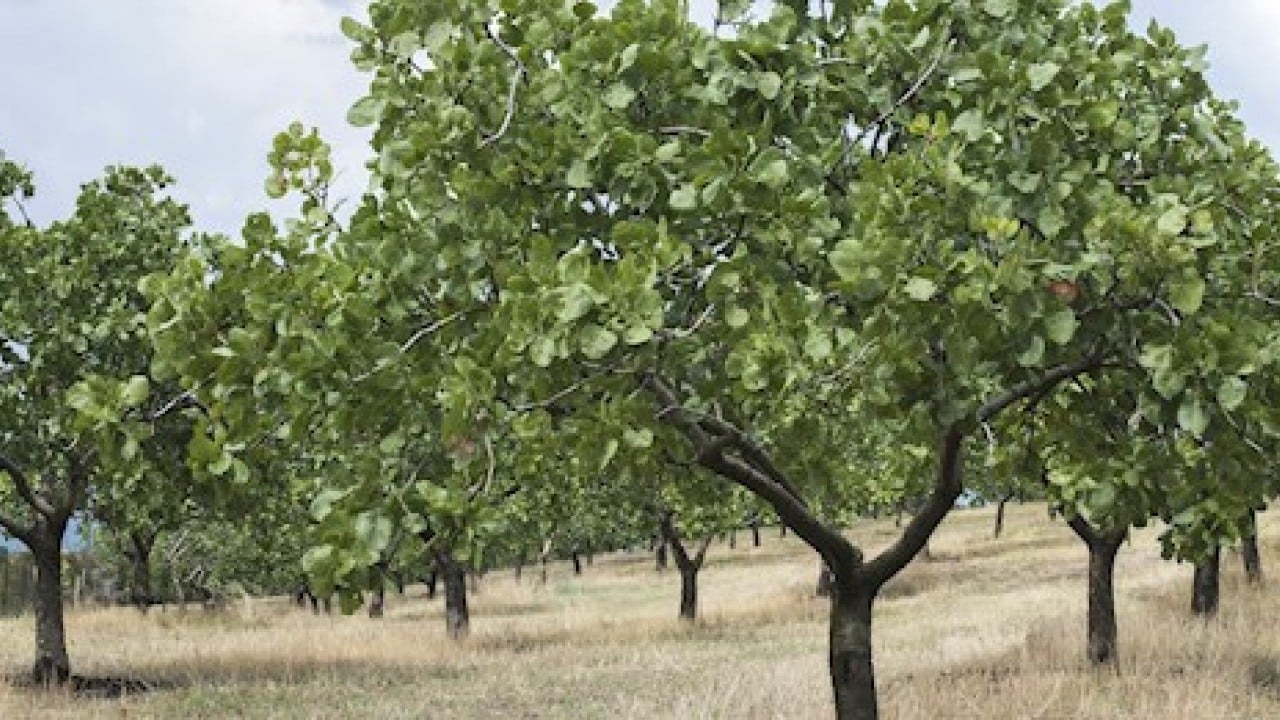 Foto - Yunanistan hırsızlık yapıp Türkiye'yi yendi