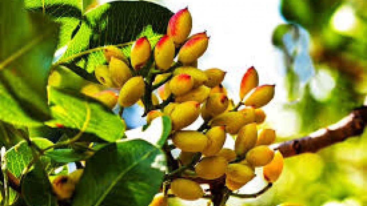 Foto - Yunanistan hırsızlık yapıp Türkiye'yi yendi