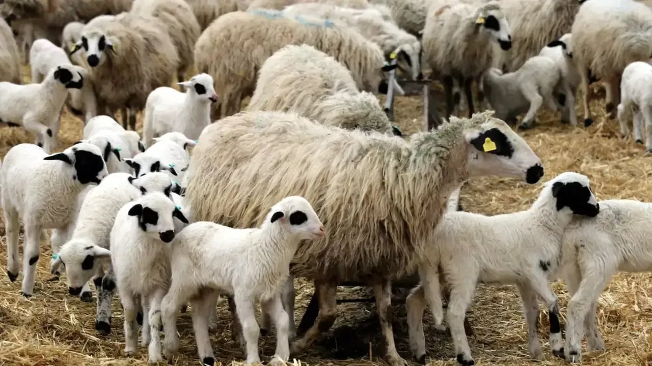 Foto - Yunanistan’da büyük panik! Yüz binlercesi ortadan kaldırıldı 