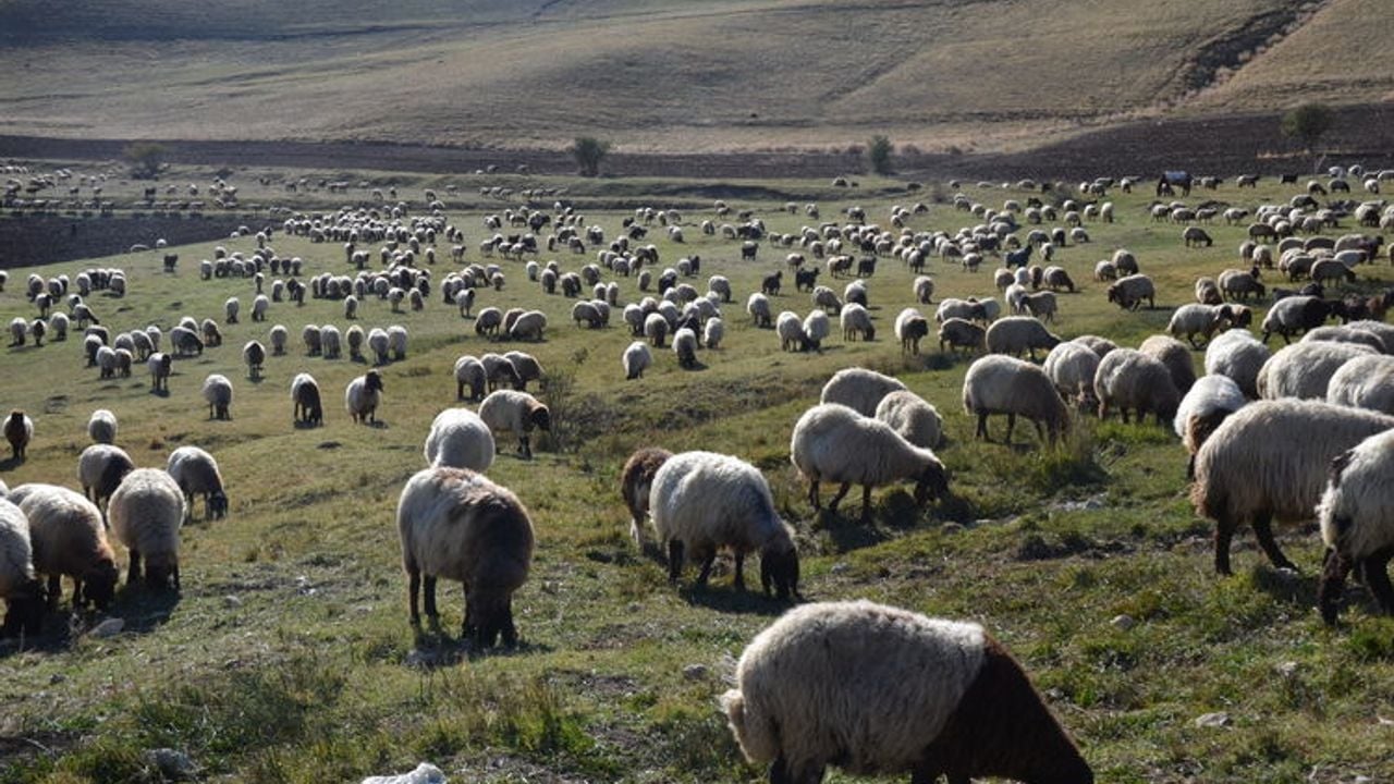 Foto - Yunanistan’da büyük panik! Yüz binlercesi ortadan kaldırıldı 