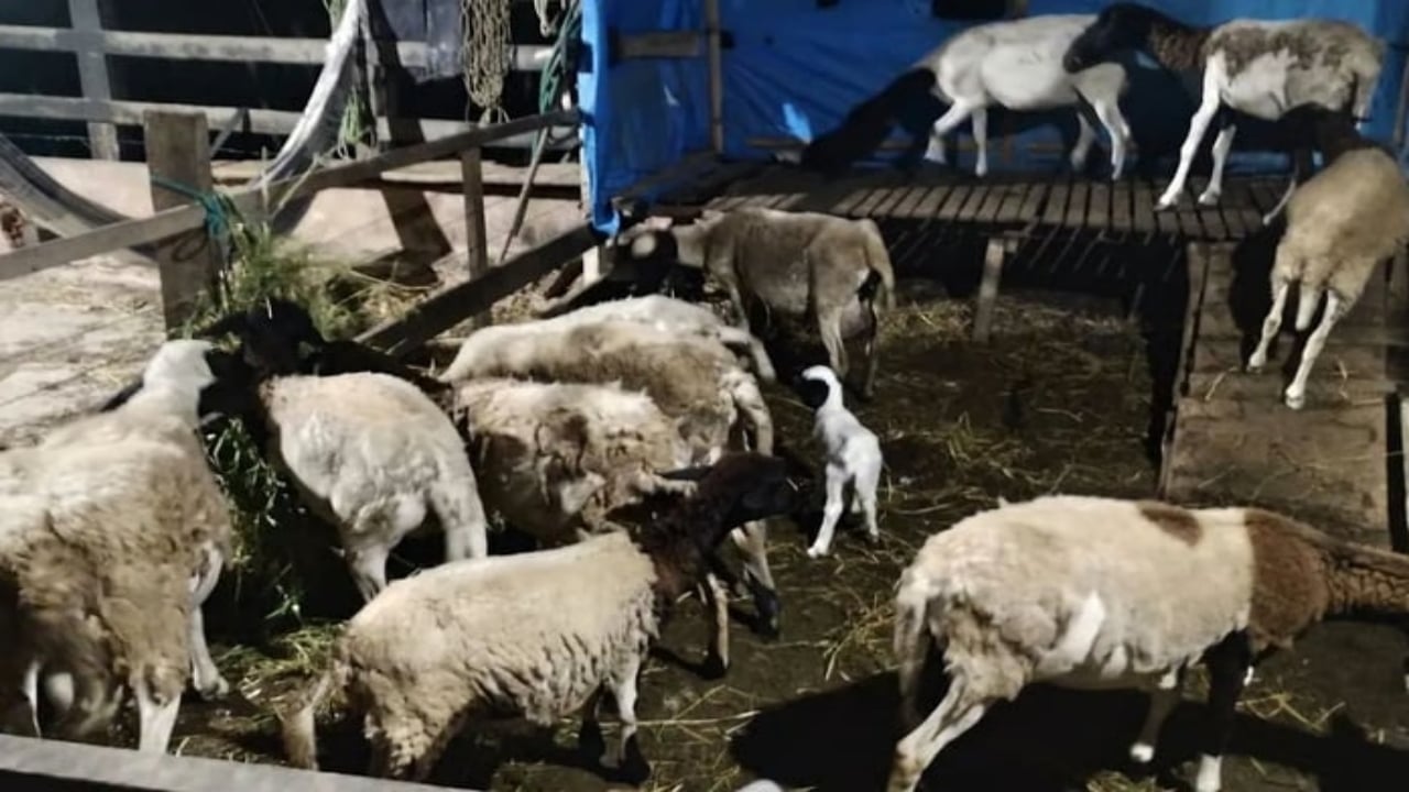 Foto - Yunanistan’da büyük panik! Yüz binlercesi ortadan kaldırıldı 