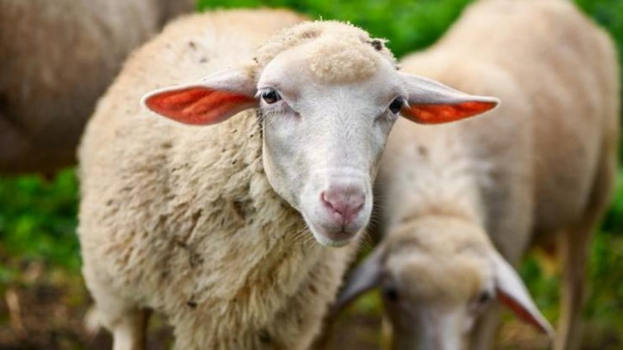 Foto - Yunanistan’da büyük panik! Yüz binlercesi ortadan kaldırıldı 