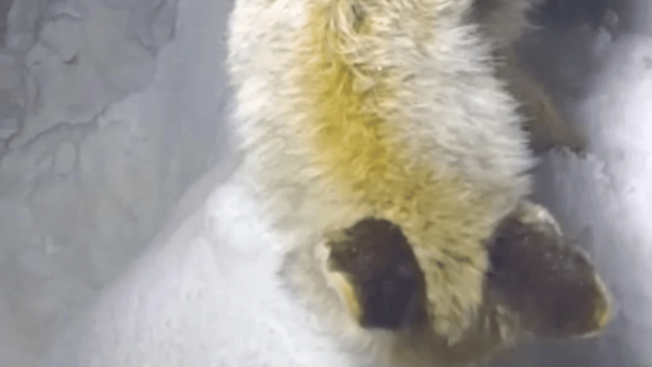 Foto - Yürek burkan görüntü! Yiyecek arayan tilki ayakta dondu