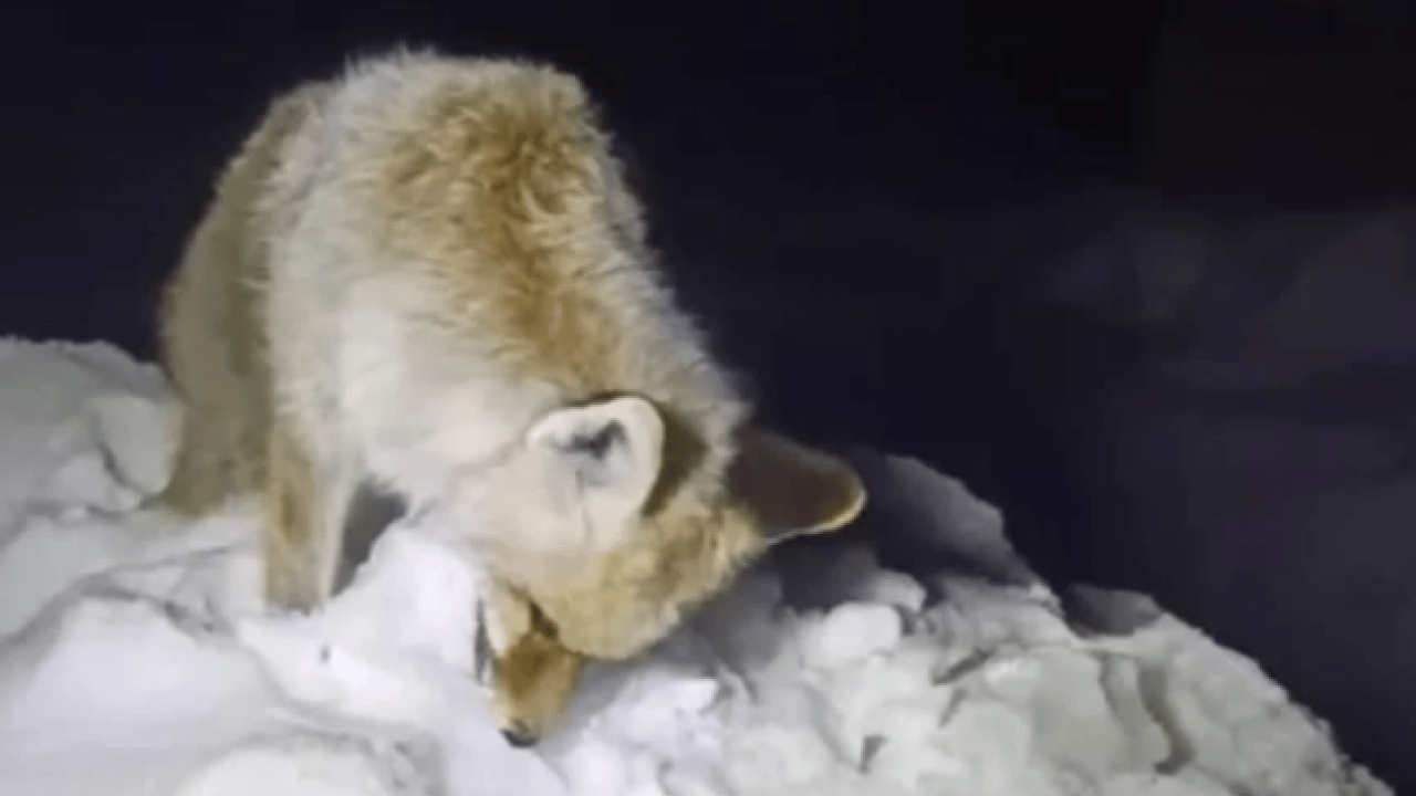 Yürek burkan görüntü! Yiyecek arayan tilki ayakta dondu