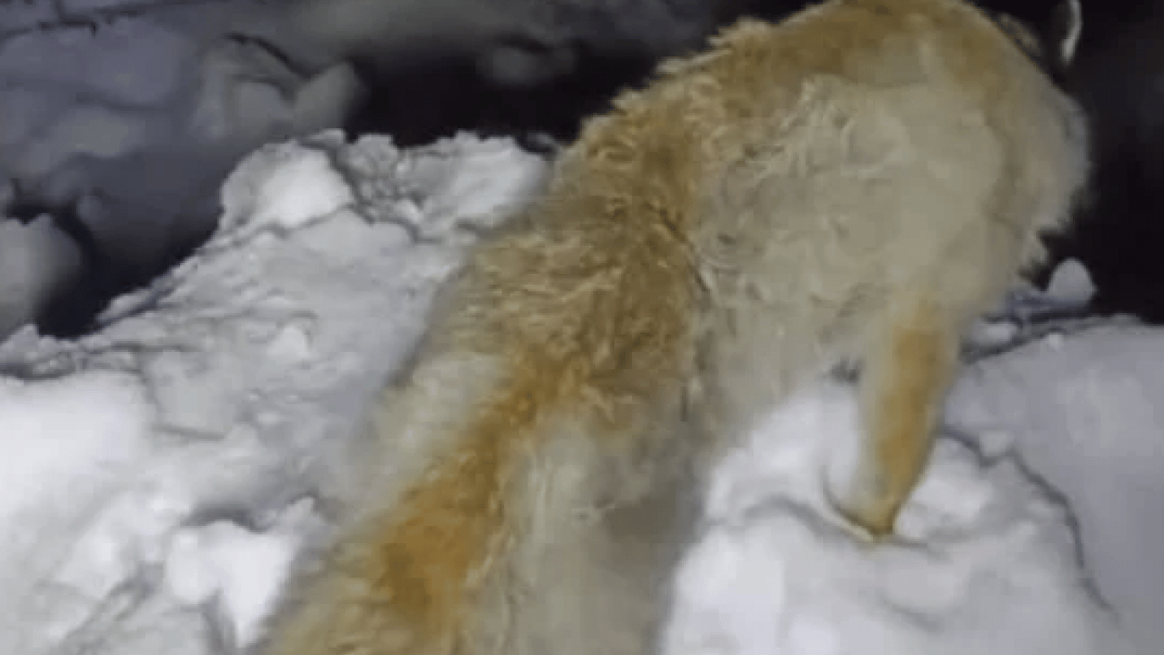 Foto - Yürek burkan görüntü! Yiyecek arayan tilki ayakta dondu