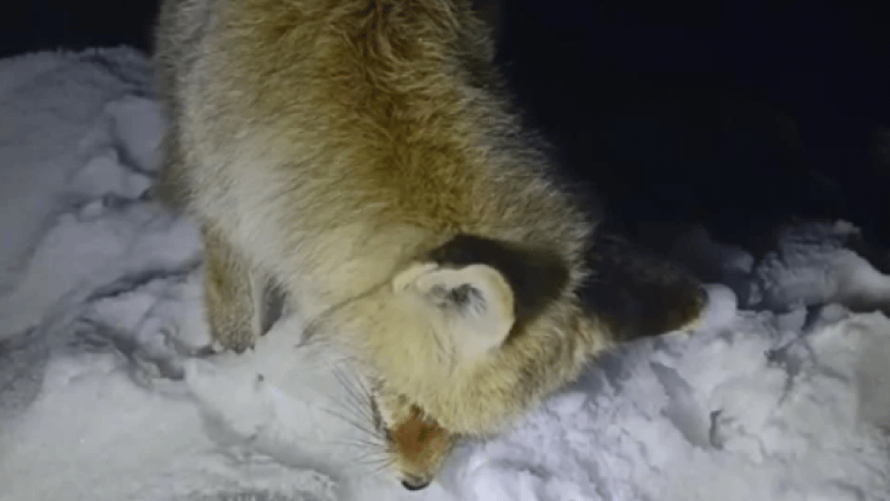 Foto - Yürek burkan görüntü! Yiyecek arayan tilki ayakta dondu