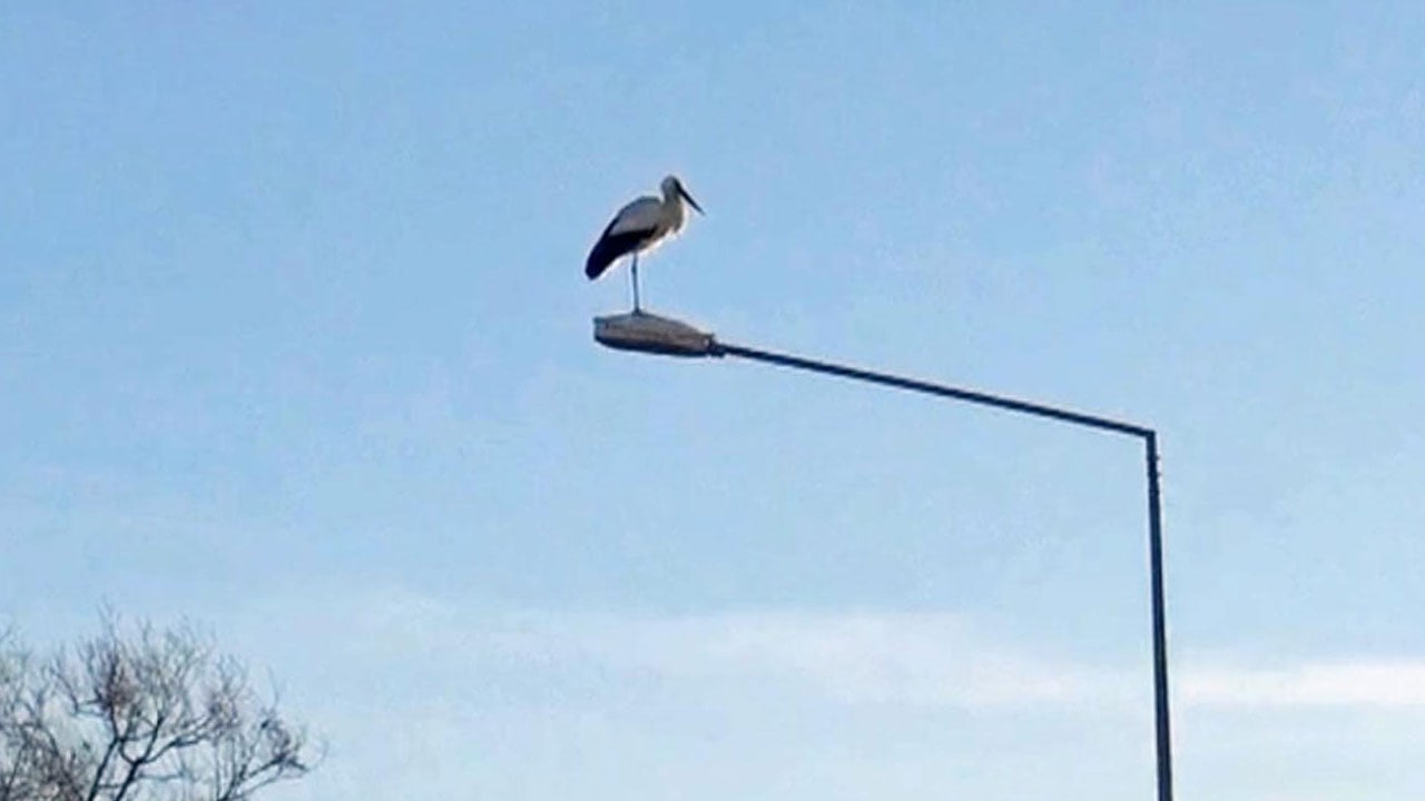 Foto - Yuvalarını onarmaya başladılar! Baharın habercileri bu sene erken döndü