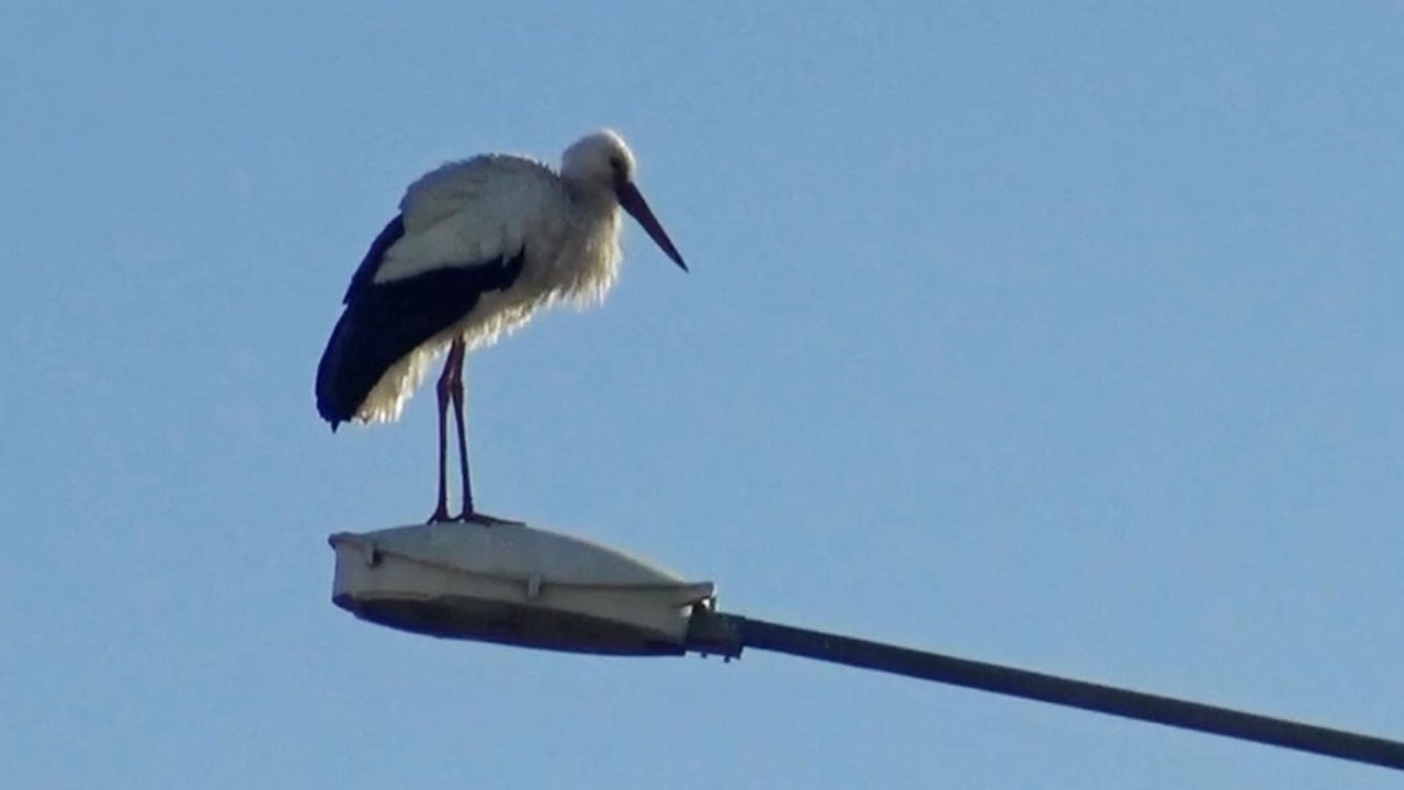 Foto - Yuvalarını onarmaya başladılar! Baharın habercileri bu sene erken döndü