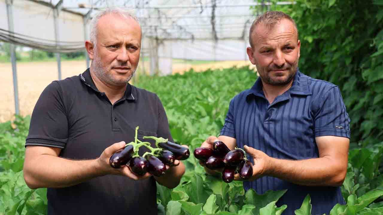 Foto - Yüzde 50 hibeyle kuruldu: Modern seralarda ilk hasat yapıldı