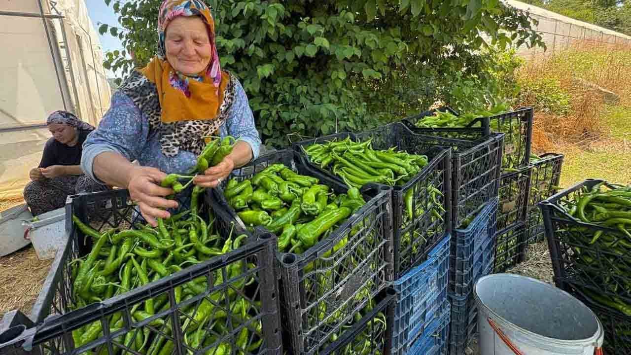 Foto - Yüzde 50 hibeyle kuruldu: Modern seralarda ilk hasat yapıldı
