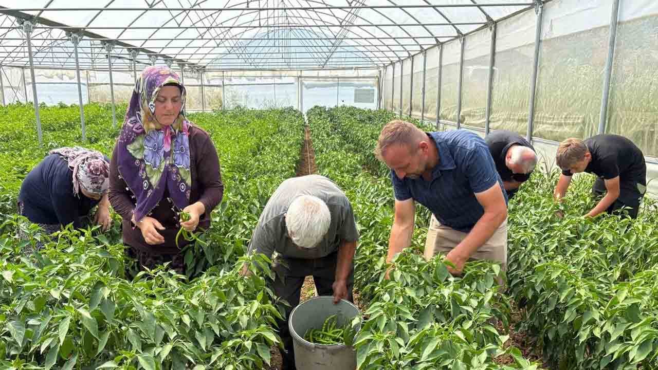 Foto - Yüzde 50 hibeyle kuruldu: Modern seralarda ilk hasat yapıldı
