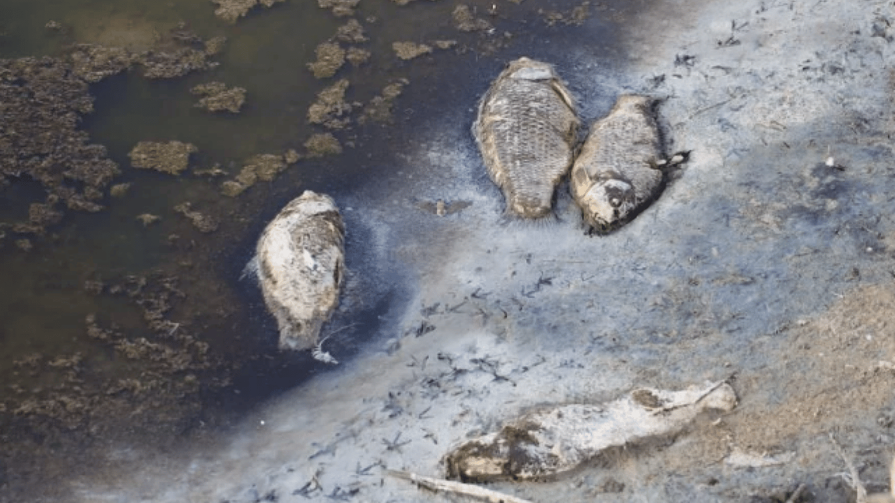 Foto - Yüzlerce balık telef olmuştu! O göl yeniden eski haline döndü