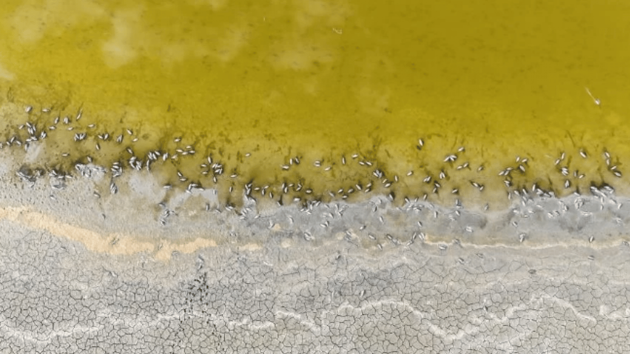Foto - Yüzlerce balık telef olmuştu! O göl yeniden eski haline döndü