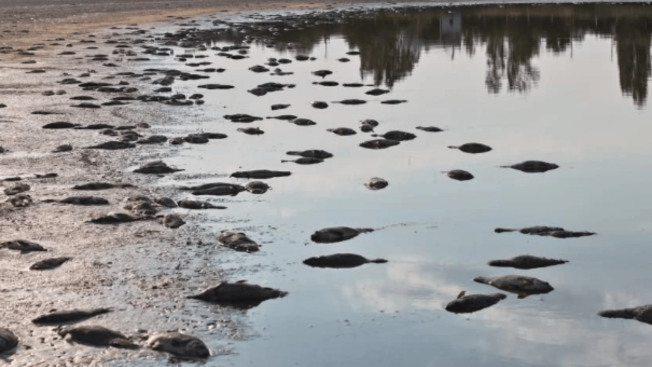 Foto - Yüzlerce balık telef olmuştu! O göl yeniden eski haline döndü
