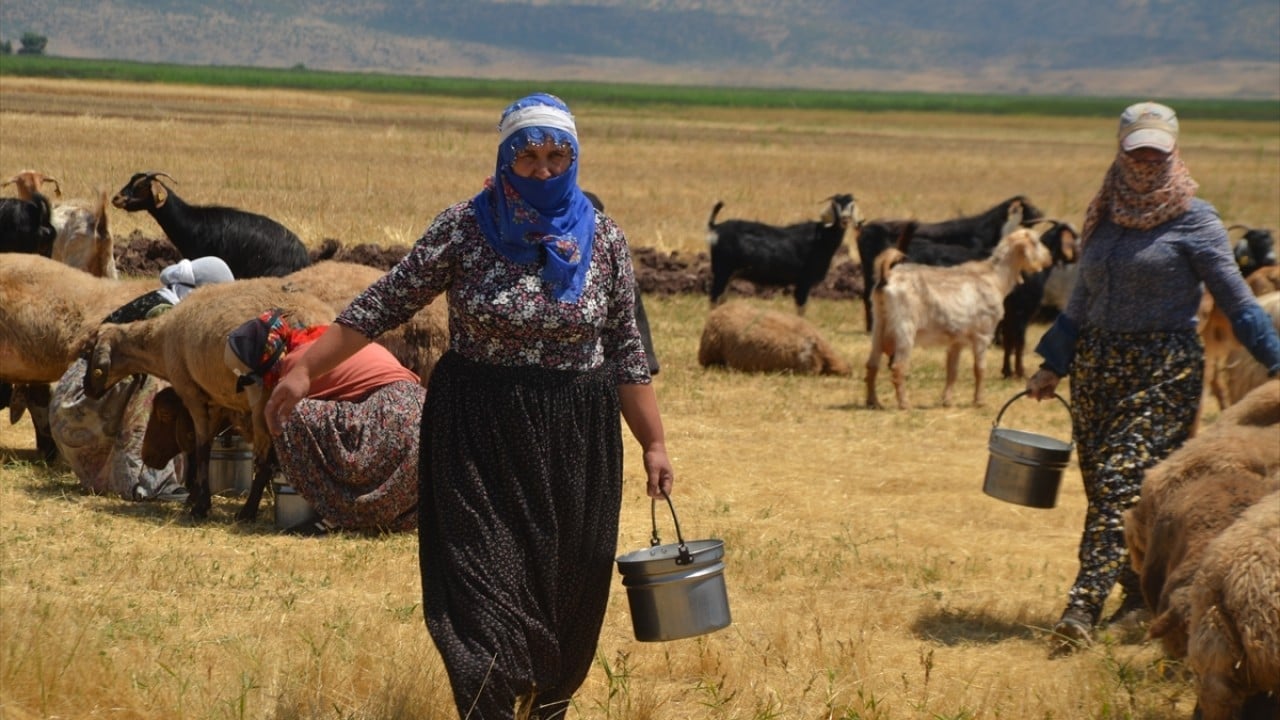 Foto - Yüzlercesini sağıyorlar Berivanların zorlu mesaisi