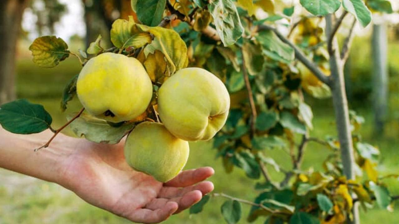 Foto - Yüzlerine vurun bu verileri! ‘Tarım bitmiş bitmiş’ diyenleri rezil eden tablo