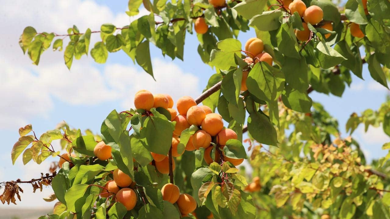 Foto - Yüzlerine vurun bu verileri! ‘Tarım bitmiş bitmiş’ diyenleri rezil eden tablo