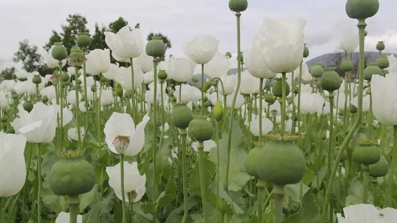 Foto - Yüzlerine vurun bu verileri! ‘Tarım bitmiş bitmiş’ diyenleri rezil eden tablo