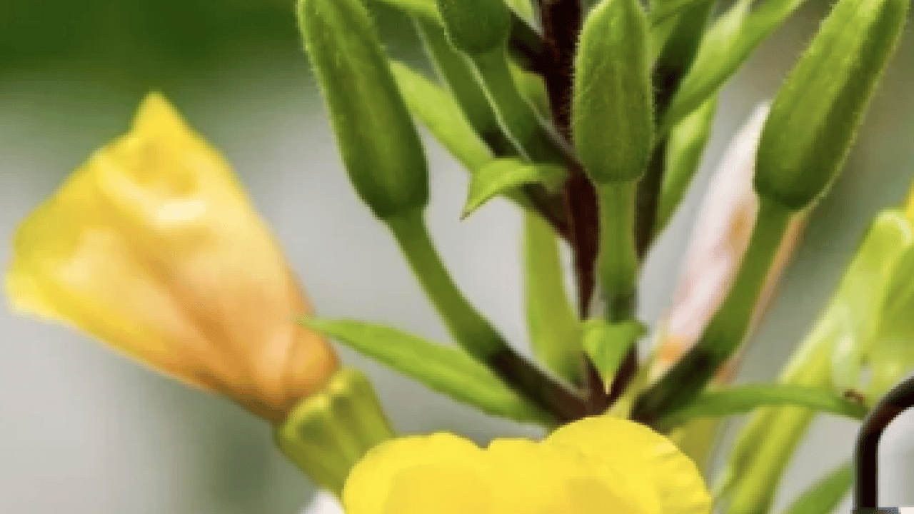 Foto - Yüzyıllardır geleneksel tıpta kullanılan... Yağı kolesterole, çiçeği aknelere... Doğadan gelen şifalı bitki