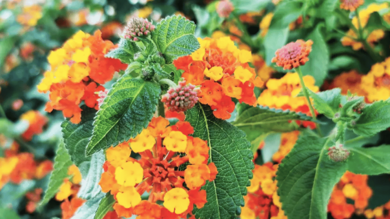 Foto - Yüzyıllardır geleneksel tıpta kullanılan... Yağı kolesterole, çiçeği aknelere... Doğadan gelen şifalı bitki