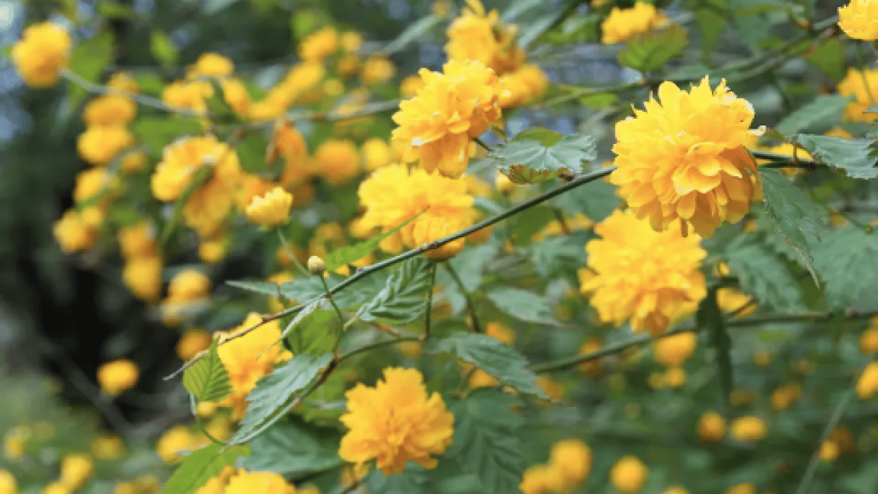 Foto - Yüzyıllardır geleneksel tıpta kullanılan... Yağı kolesterole, çiçeği aknelere... Doğadan gelen şifalı bitki