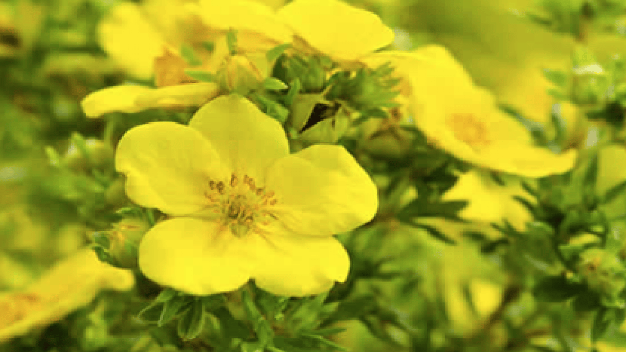Foto - Yüzyıllardır geleneksel tıpta kullanılan... Yağı kolesterole, çiçeği aknelere... Doğadan gelen şifalı bitki