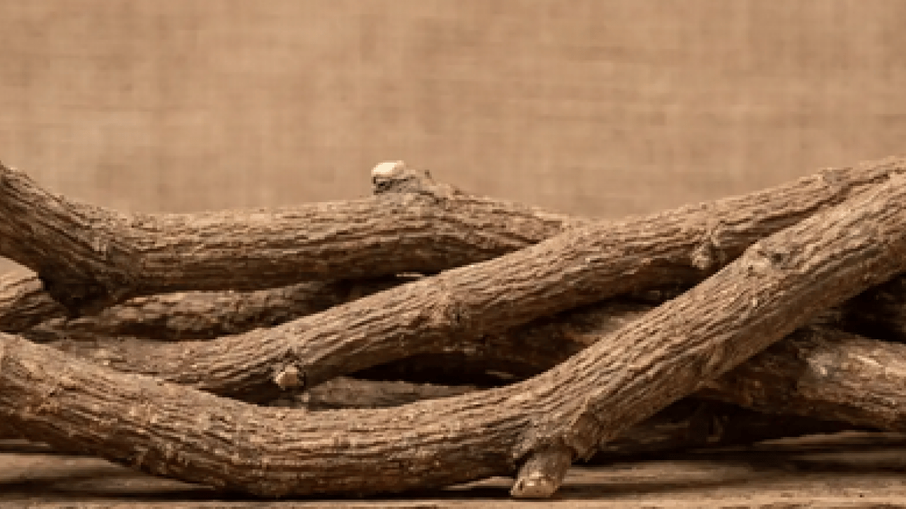 Foto - Yüzyıllardır geleneksel tıpta... Oksijen tüpü gibi gibi bitki! Broşları açıyor, astıma şifa
