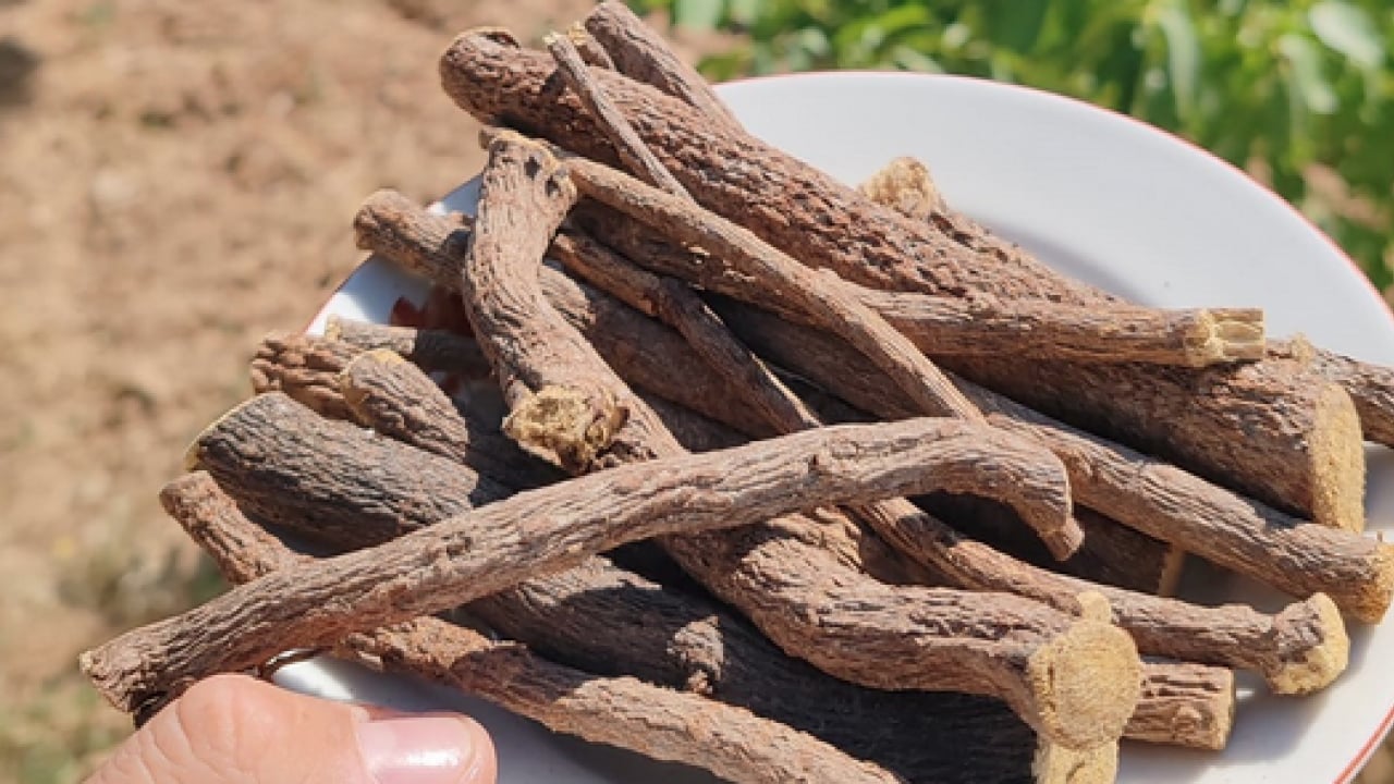 Foto - Yüzyıllardır geleneksel tıpta... Oksijen tüpü gibi gibi bitki! Broşları açıyor, astıma şifa