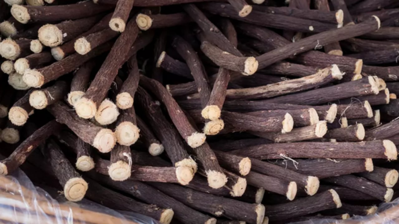 Foto - Yüzyıllardır geleneksel tıpta... Oksijen tüpü gibi gibi bitki! Broşları açıyor, astıma şifa