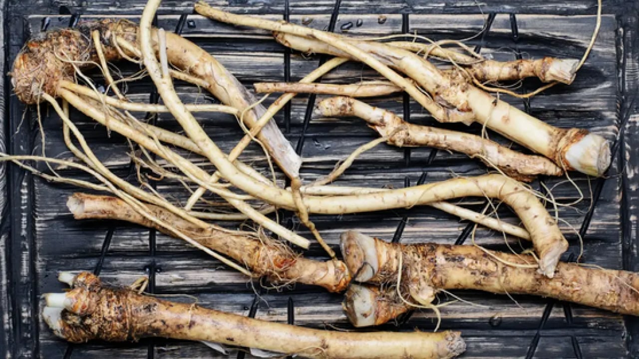 Foto - Yüzyıllardır geleneksel tıpta... Oksijen tüpü gibi gibi bitki! Broşları açıyor, astıma şifa