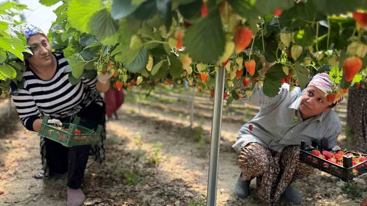 Foto - Zekası yapay, çileği doğal: Hatay'dan dünyaya başarı hikayesi