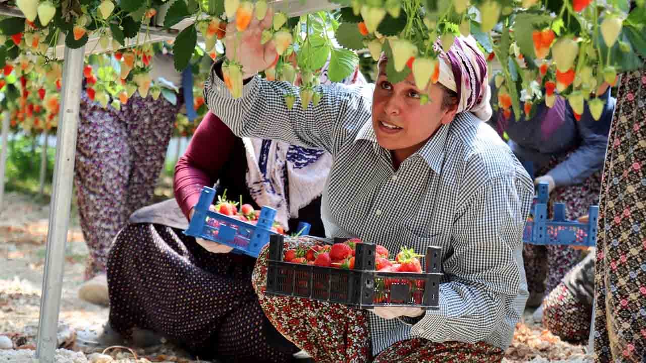 Foto - Zekası yapay, çileği doğal: Hatay'dan dünyaya başarı hikayesi