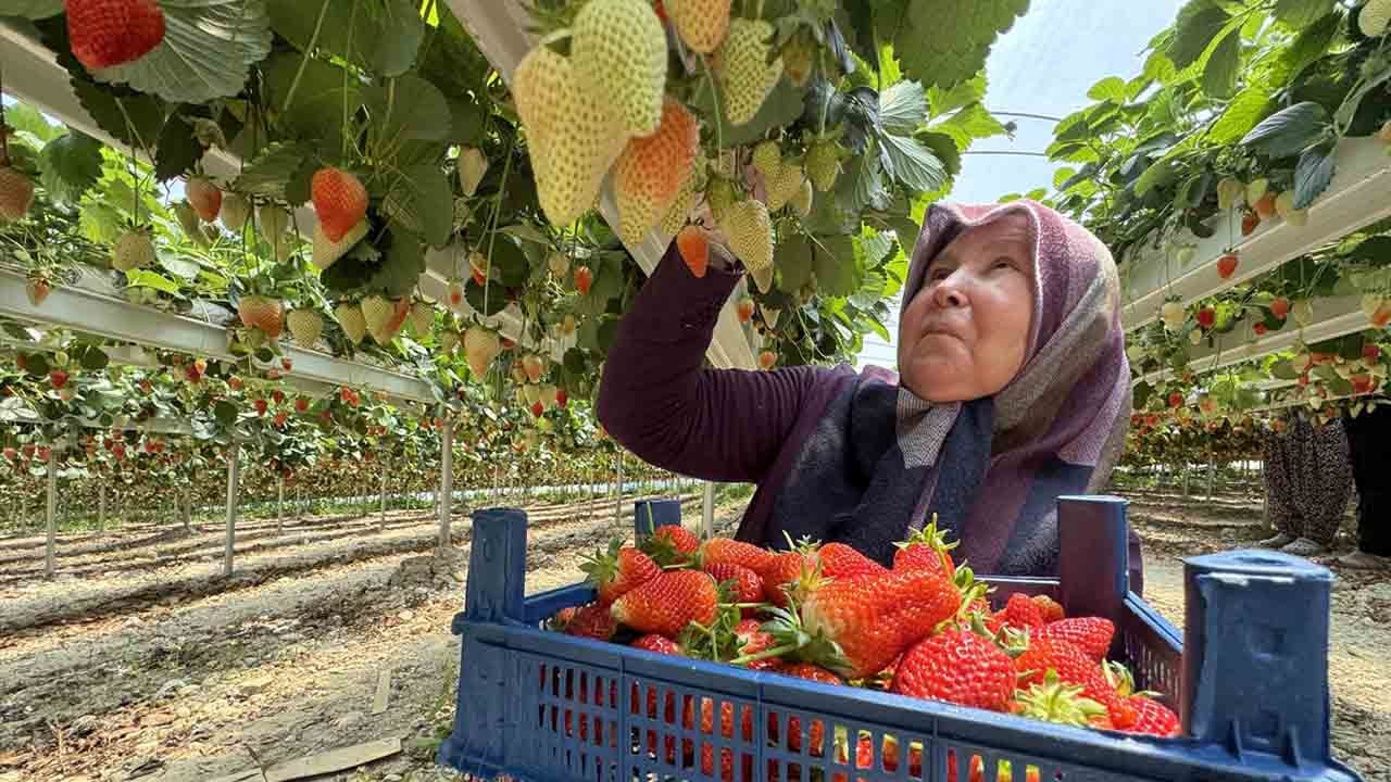 Foto - Zekası yapay, çileği doğal: Hatay'dan dünyaya başarı hikayesi