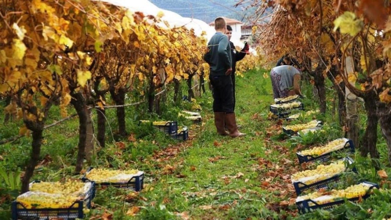 Foto - Zemheri papatyaları açtı! Çiftçiler endişelendi