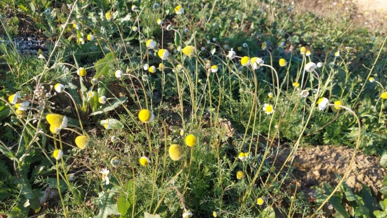 Zemheri papatyaları açtı! Çiftçiler endişelendi