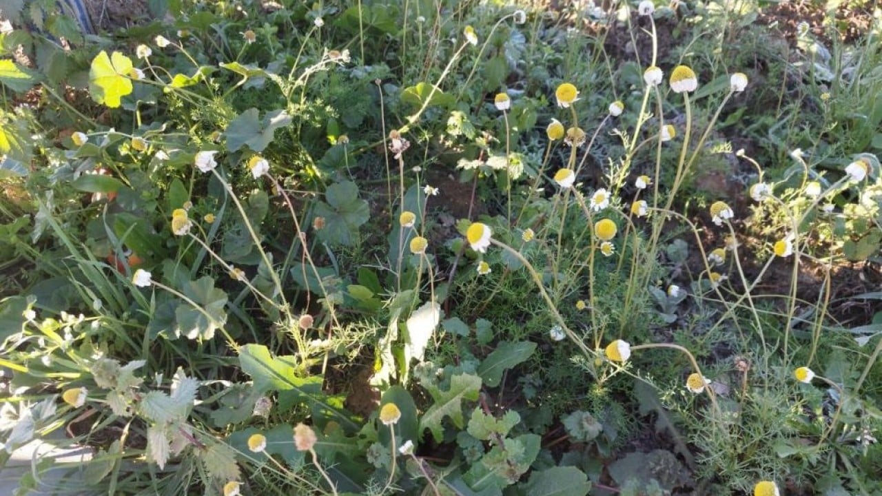 Foto - Zemheri papatyaları açtı! Çiftçiler endişelendi