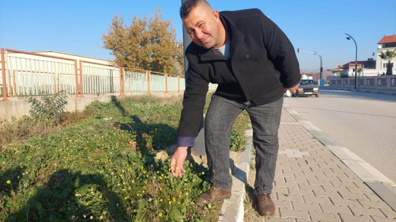 Foto - Zemheri papatyaları açtı! Çiftçiler endişelendi