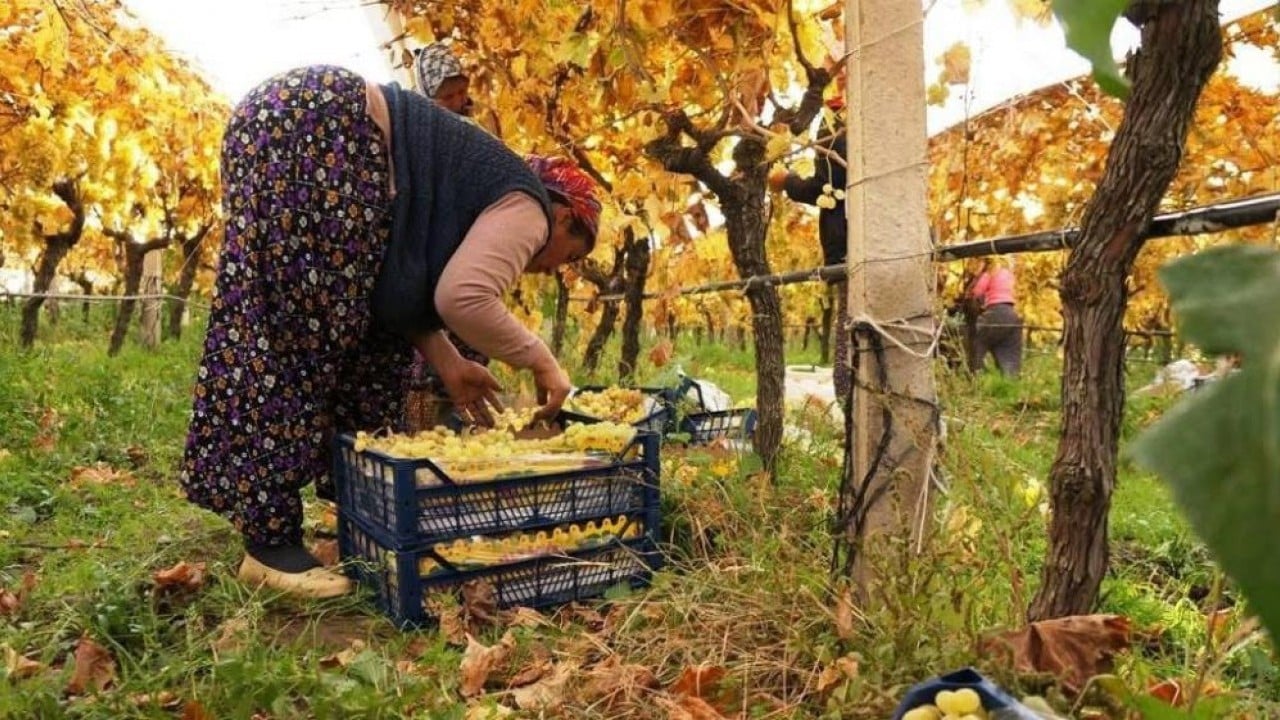 Foto - Zemheri papatyaları açtı! Çiftçiler endişelendi