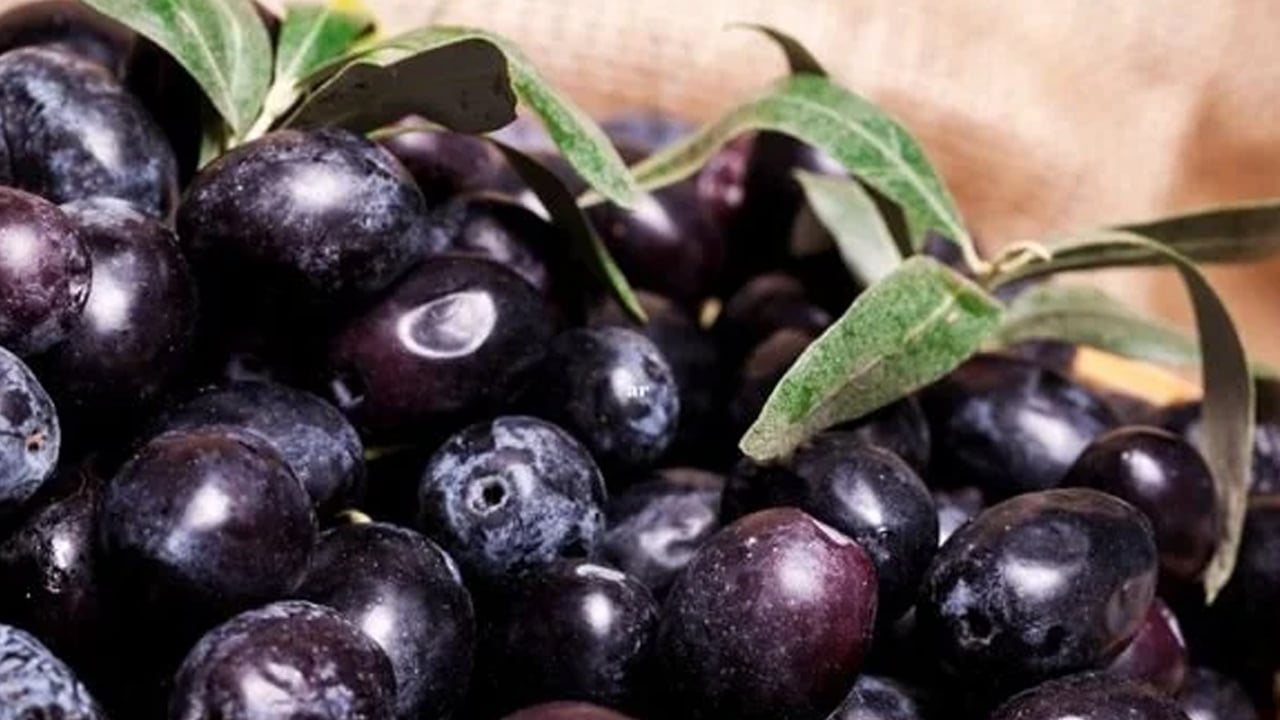 Foto - Zeytin çekirdeği neden atılmamalı? Hakkında işte detaylar! İbrahim Saraçoğlu tavsiye etti... Türkiye 65 ülkeye gönderiyor! 