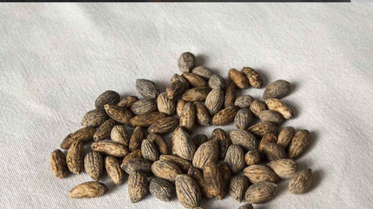 Foto - Zeytin çekirdeği neden atılmamalı? Hakkında işte detaylar! İbrahim Saraçoğlu tavsiye etti... Türkiye 65 ülkeye gönderiyor! 