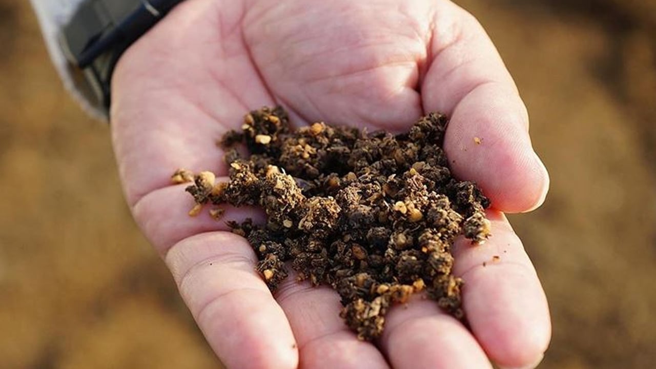 Foto - Zeytin çekirdeklerinin ne işe yaradığını kimse bilmiyor: Öyle bir şey yaptı ki... Yıllardır çöpe gidiyor