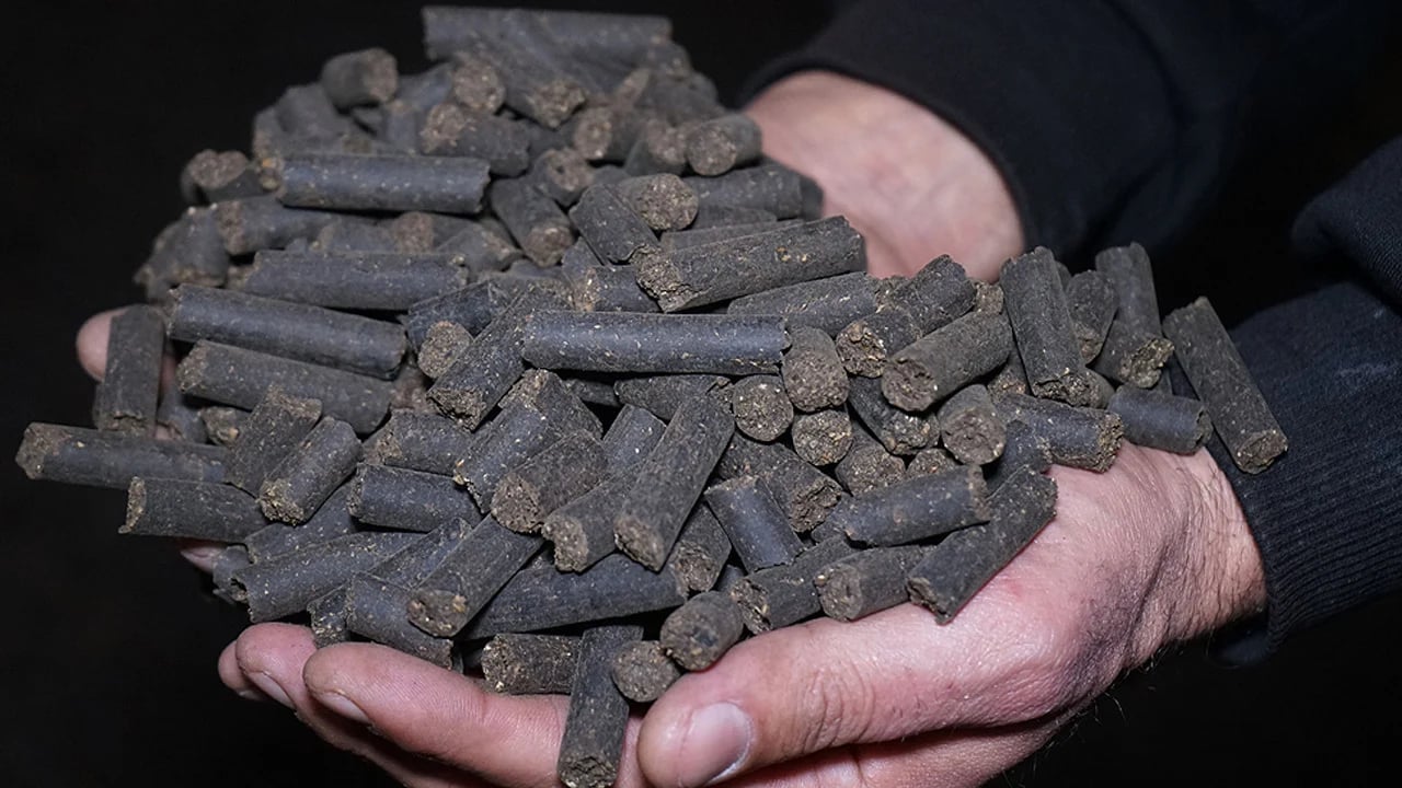 Zeytin çekirdeklerinin ne işe yaradığını kimse bilmiyor: Öyle bir şey yaptı ki... Yıllardır çöpe gidiyor