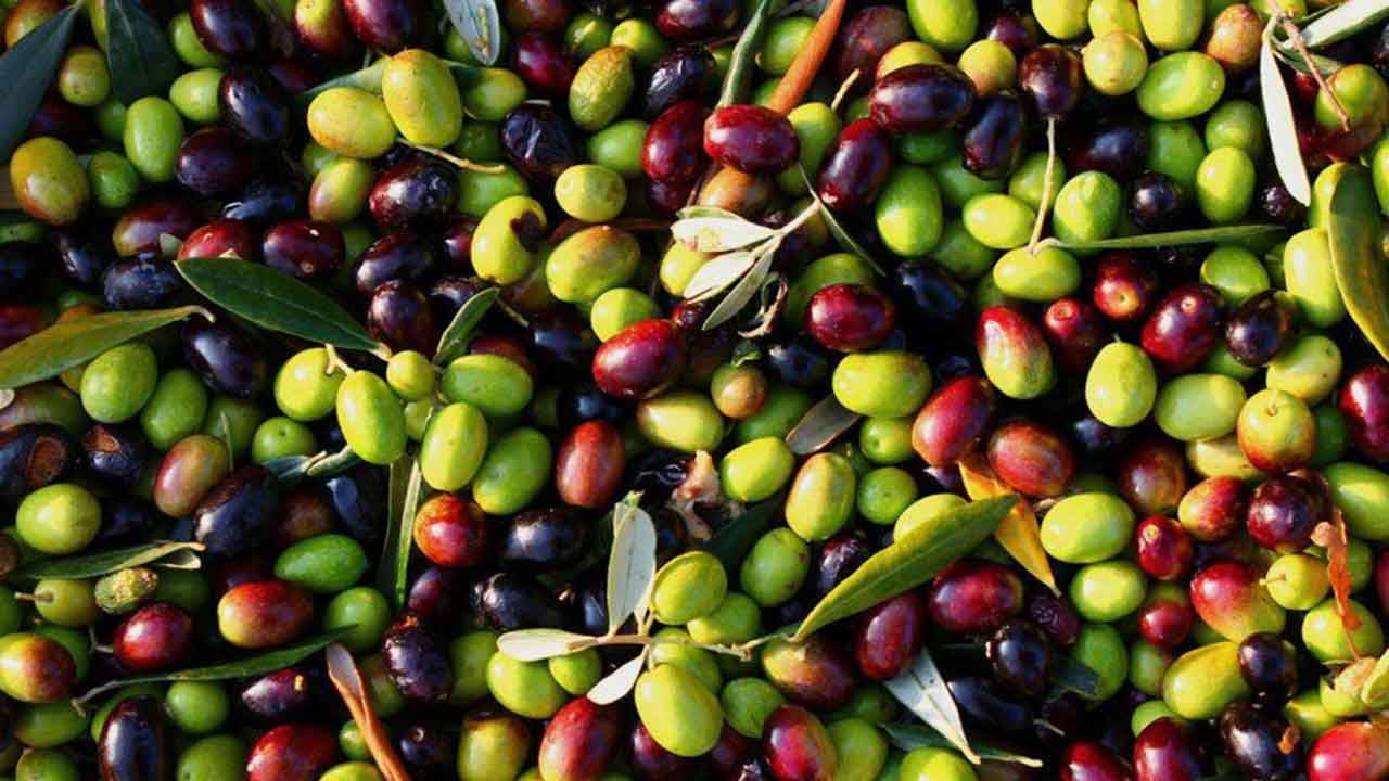 Zeytin devinin konkordato talebi reddedildi