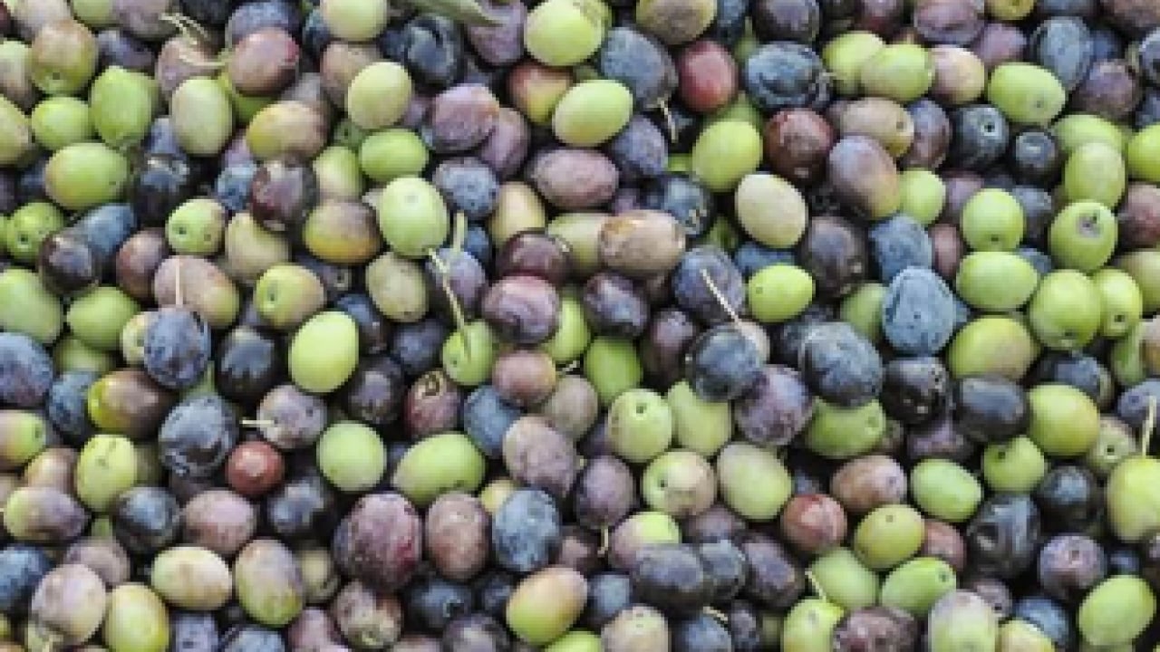Foto - Zeytin: Kur'an-ı Kerim'de de 6 ayette adı geçiyor! Zeytin kurma telaşı başladı...