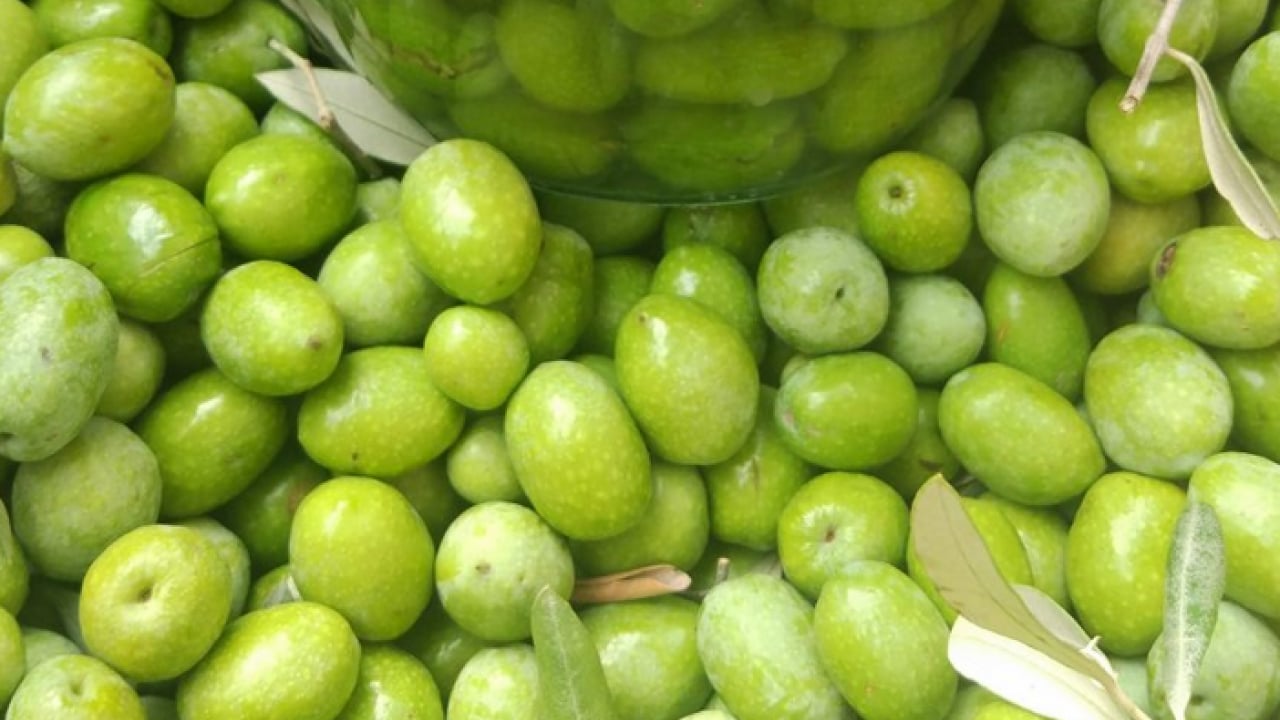 Foto - Zeytin: Kur'an-ı Kerim'de de 6 ayette adı geçiyor! Zeytin kurma telaşı başladı...