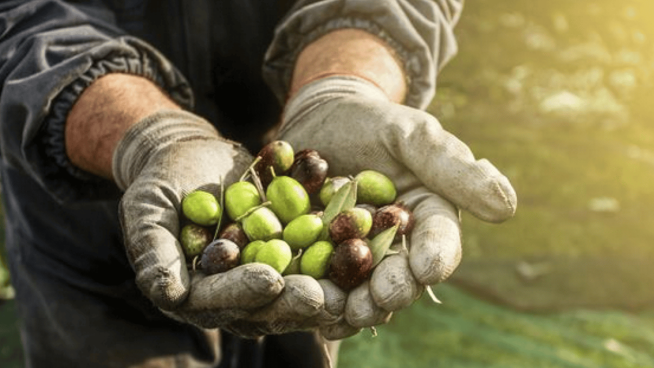 Zeytin: Kur'an-ı Kerim'de de 6 ayette adı geçiyor! Zeytin kurma telaşı başladı...
