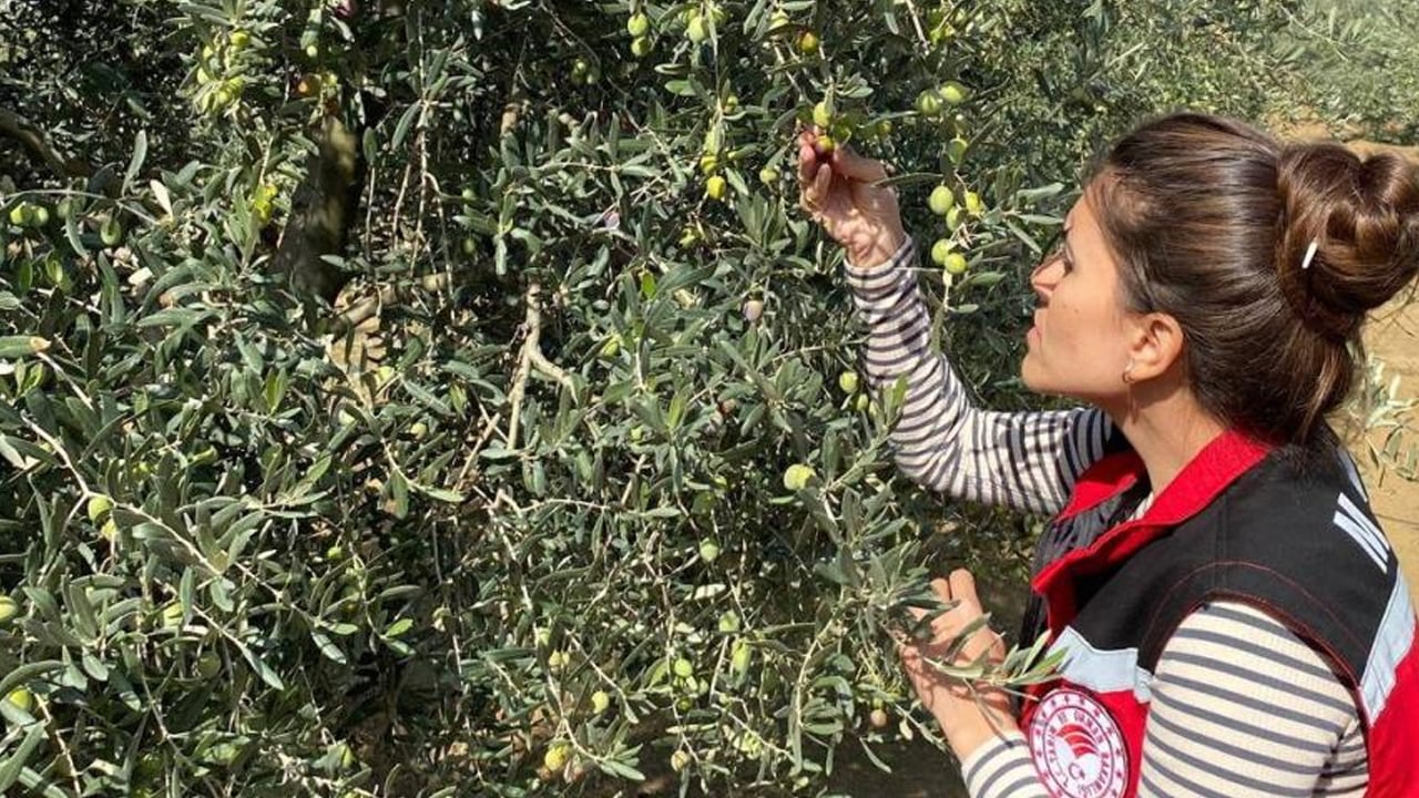  Zeytin sineğine karşı acil uyarı geldi! Zeytin hasadı başladı ama o ilimizden kötü haber geldi... İlişkin açıklama