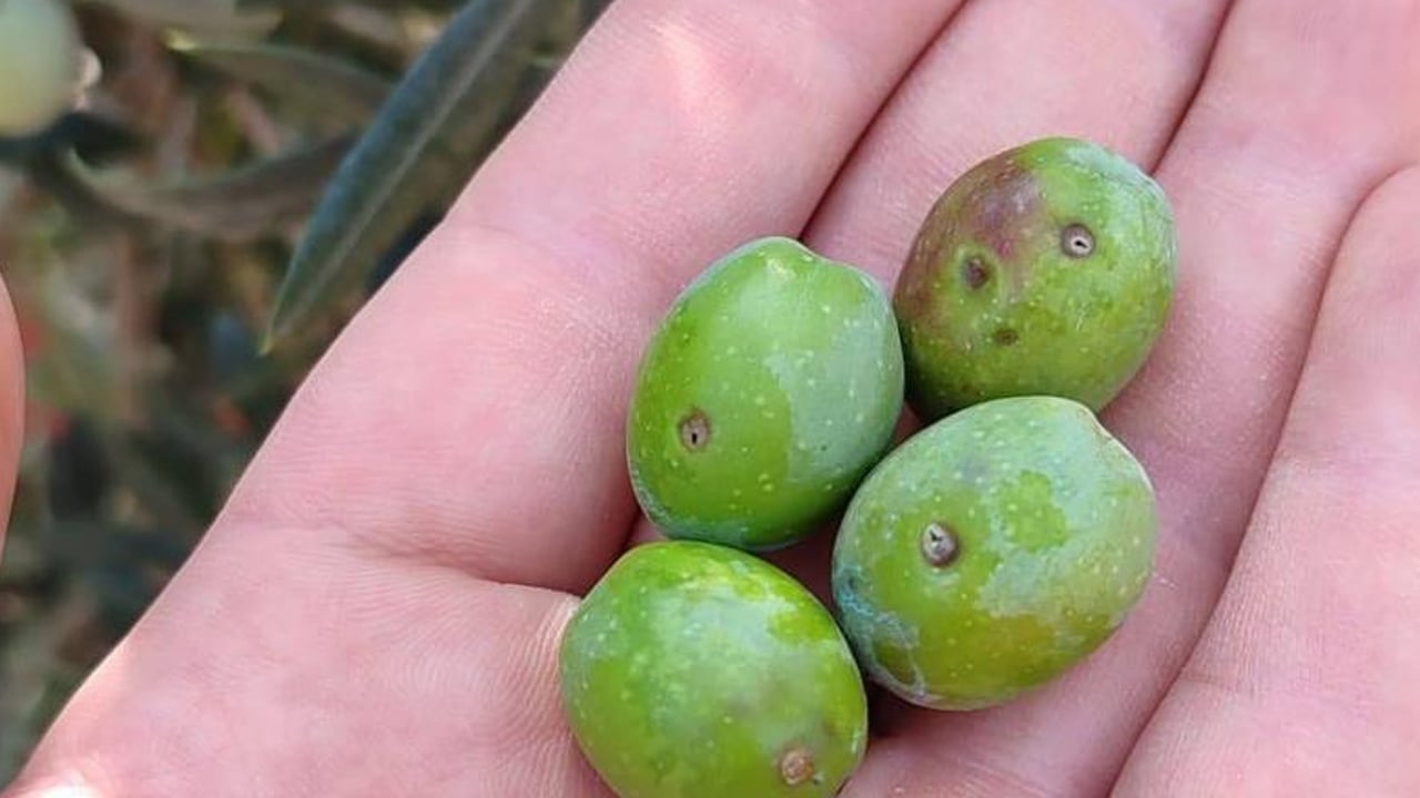 Foto - Zeytin sineğine karşı acil uyarı geldi! Zeytin hasadı başladı ama o ilimizden kötü haber geldi... İlişkin açıklama