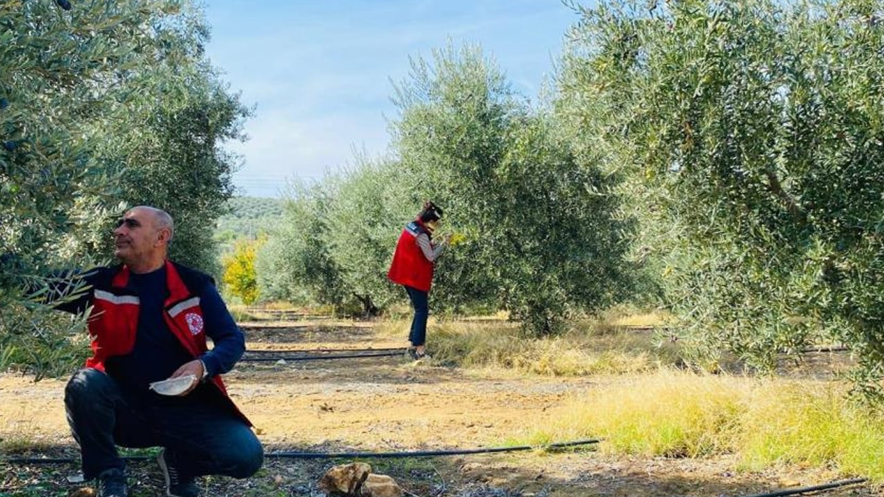 Foto - Zeytin sineğine karşı acil uyarı geldi! Zeytin hasadı başladı ama o ilimizden kötü haber geldi... İlişkin açıklama